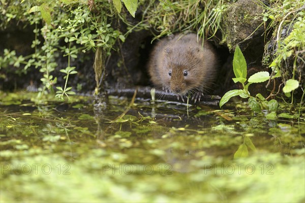 Eastern vole