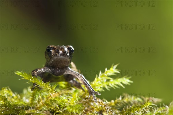 Common toad