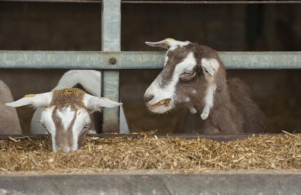 Domestic Goat