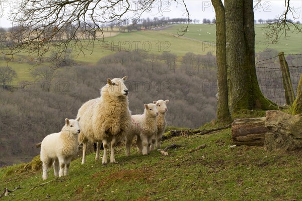 Domestic ewe