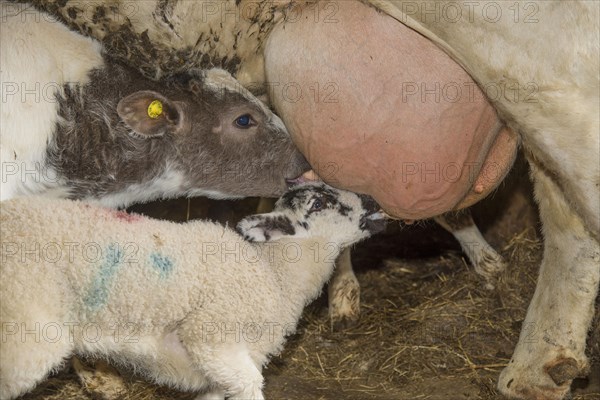 Domestic Sheep