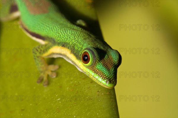 Green Gecko