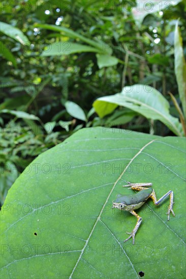 Tree frog