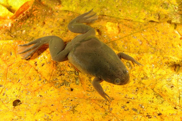 De Witte's Clawed Frog