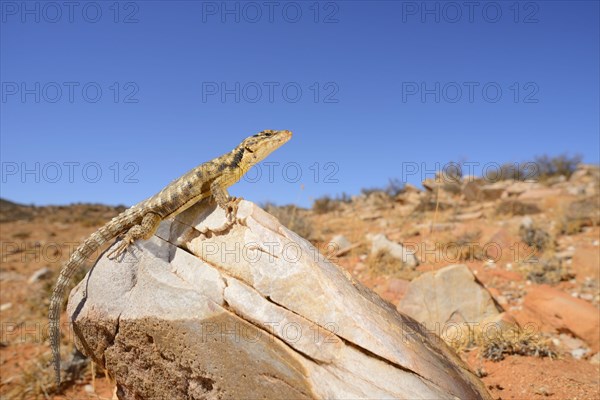 Karusasaurus polyzonus