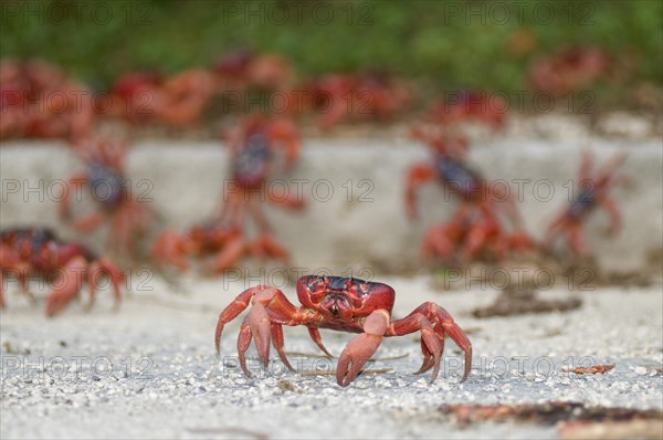 Christmas island red crab