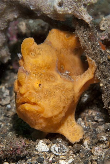 Round spotted frogfish