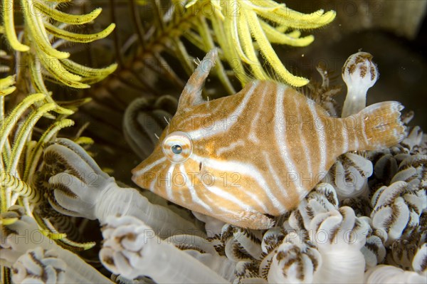 Radial Filefish