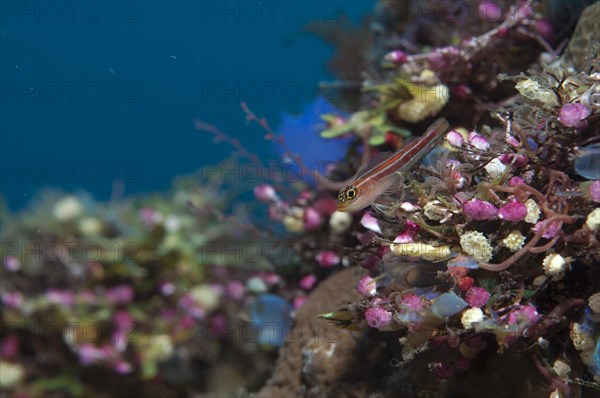 Striped triplefin