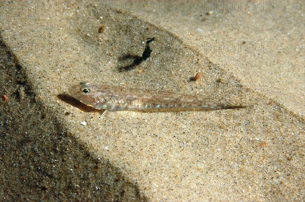 Sand goby