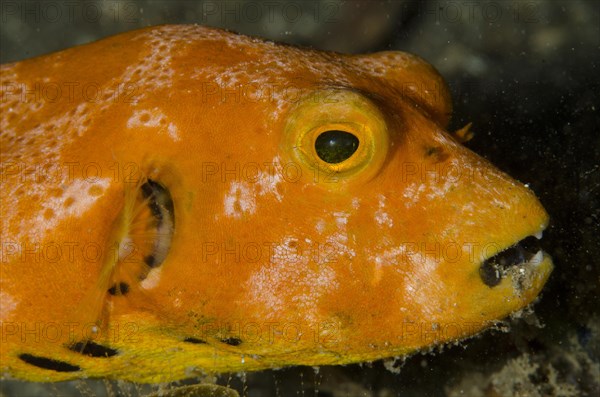 Star Pufferfish