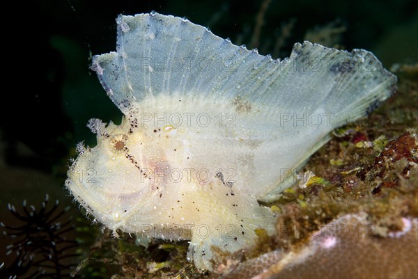 Leaf scorpionfishes