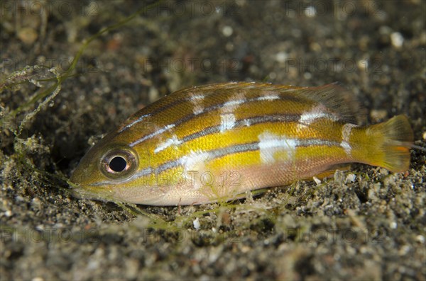 Five-lined snapper