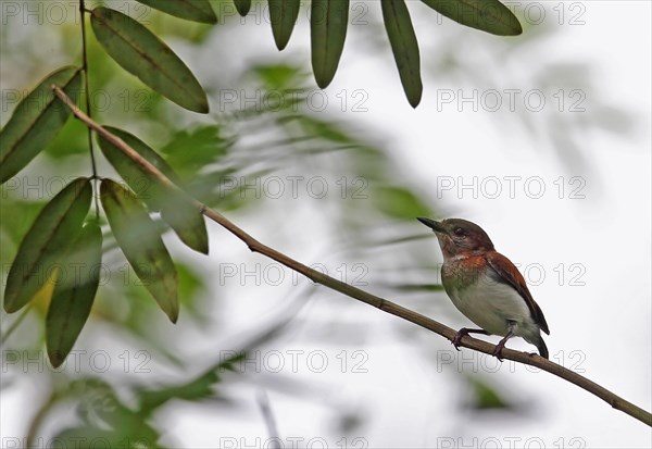 Chestnut Wattled Eye