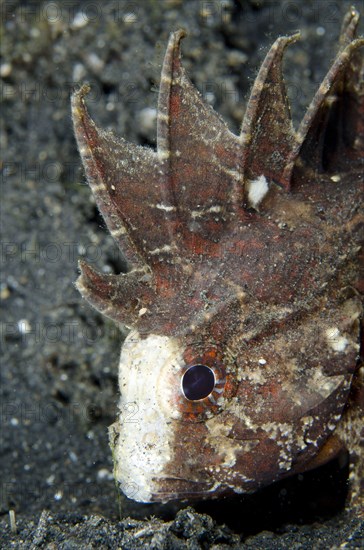 Whiteface Waspfish