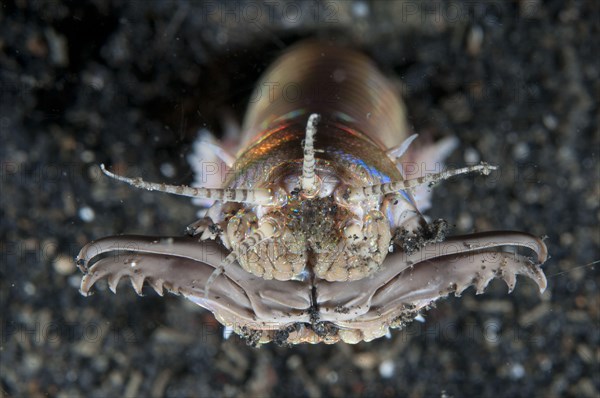 Bobbit worm