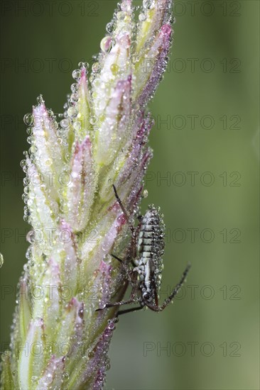 Capsid bug