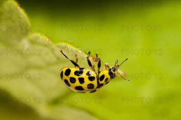 22-spot ladybird