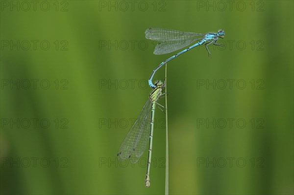 Azure Damselfly