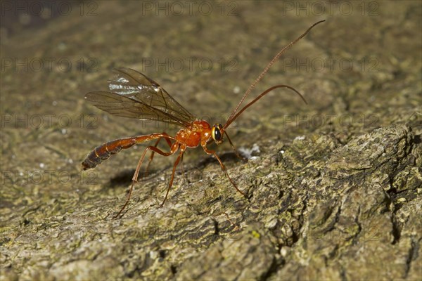 Sickle wasp
