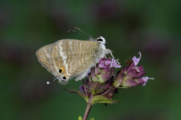 Large Wandering Blue