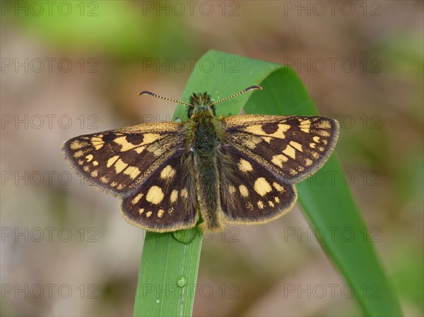 Chequered skipper