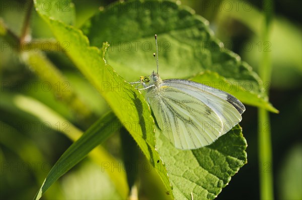 Green-veined White