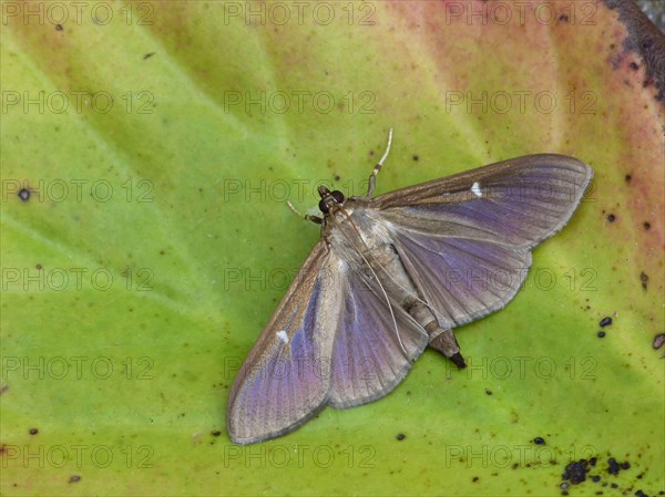 Box tree moth