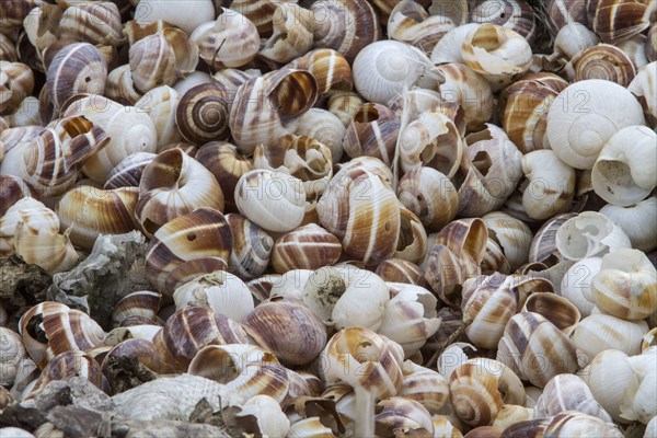 The shells of Helix lucorum are a species of large