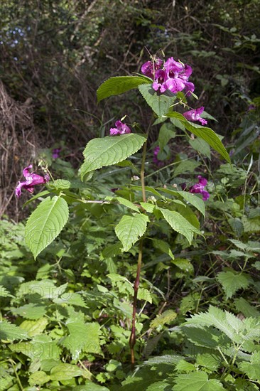 Himalayan Balsam