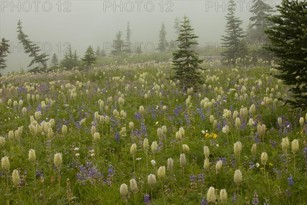 Seedlings of mountain pasque flower