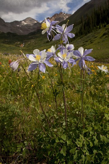 Colorado Blue Columbine