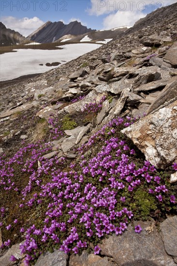 Purple Saxifrage