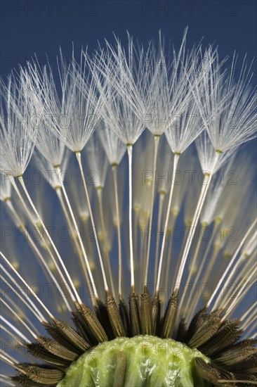 Parachutes or pappus of a dandelion