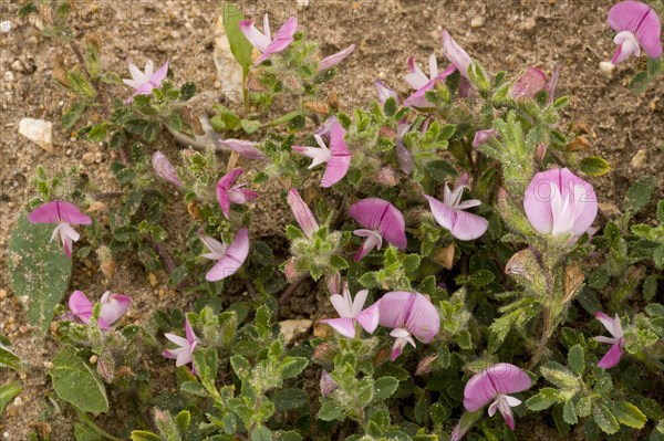 Common Restharrow