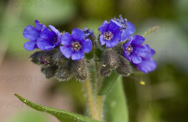 Narrow-leaved lungwort