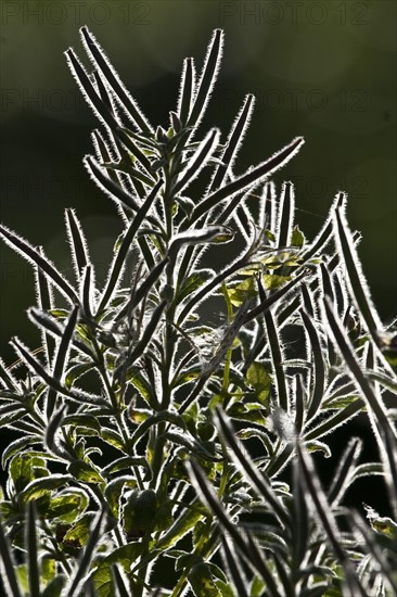 Chamerion angustifolium