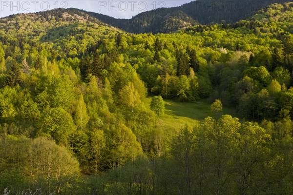 View of mixed woodland habitat