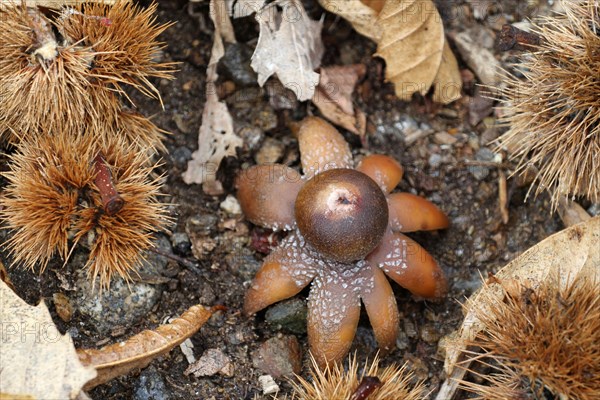 Common collared earthstar