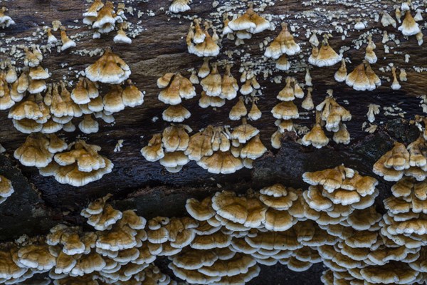 Banded polypore