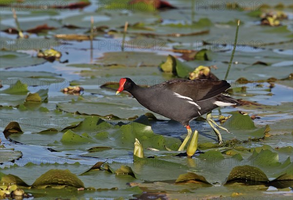 Common gallinule