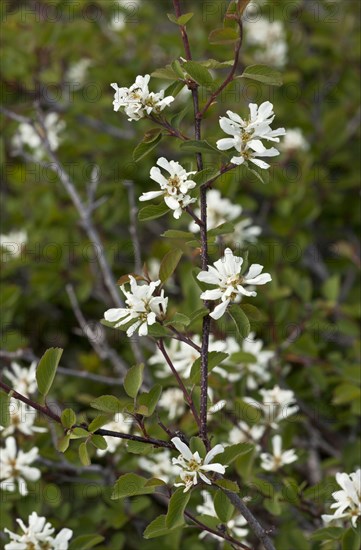 Utah Serviceberry