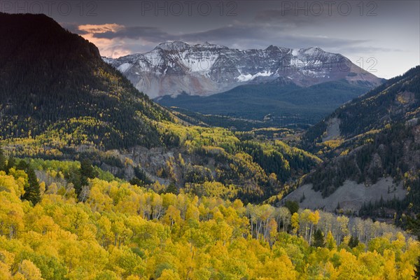 View of aspen forest habitat