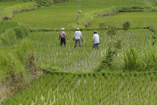Women working in rice paddies and rice terraces
