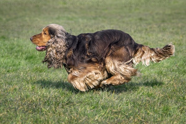 English Cocker Spaniel domestic dog