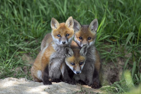Three cute red fox