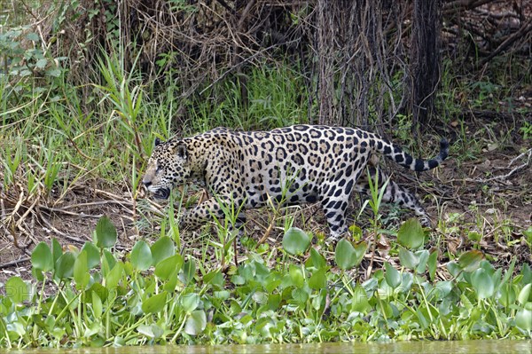 Jaguar