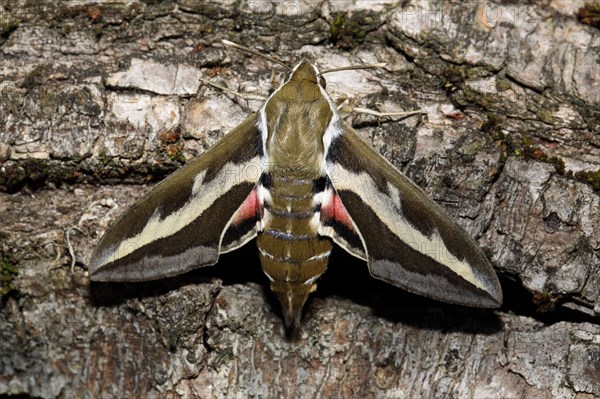 Bedstraw hawk-moth