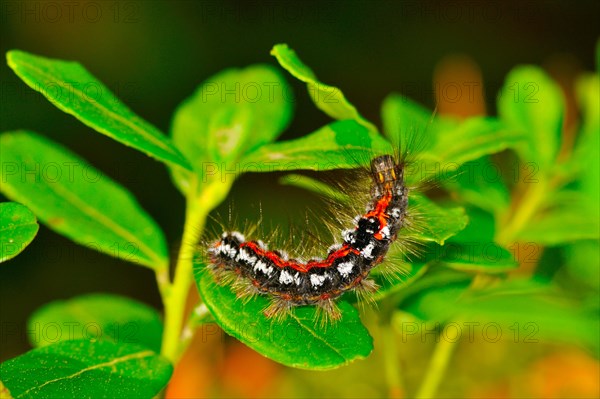 Yellowtail moth