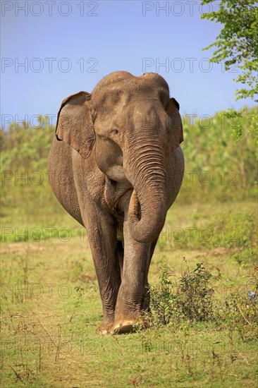 Sri lankan elephant